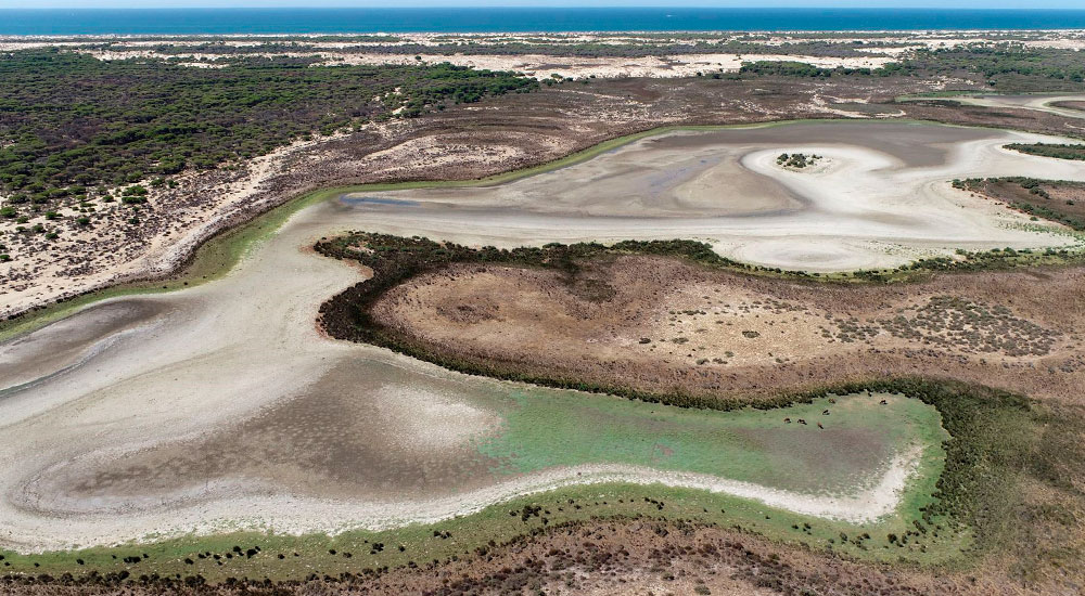 Sequía en el Parque Nacional de Doñana