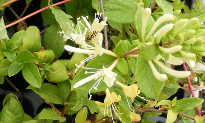 Flores de Lonicera japonica