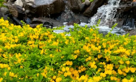 La Lysimachia nummularia