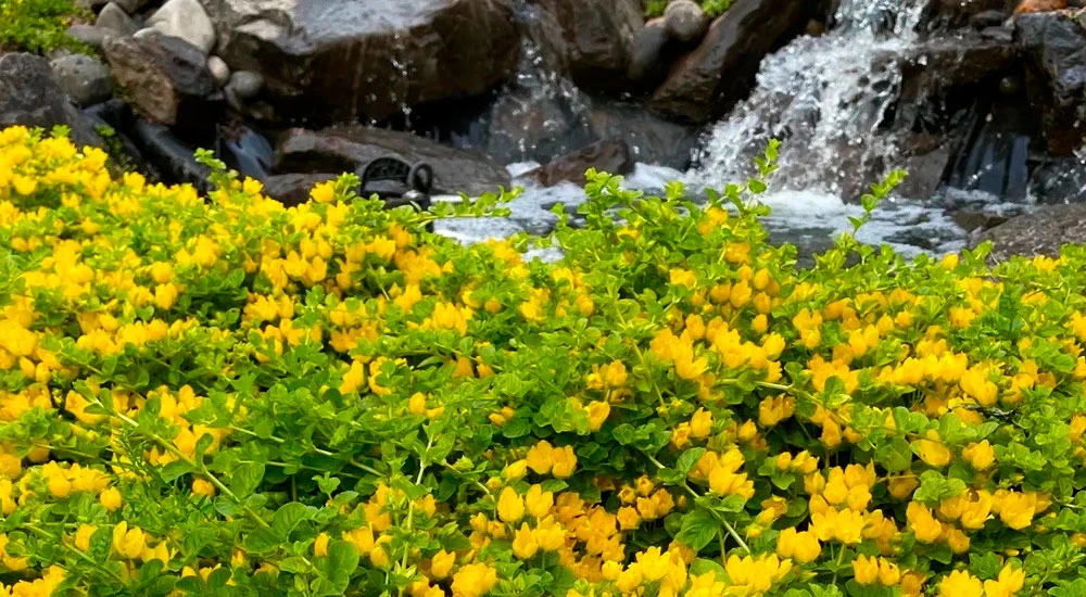 La Lysimachia nummularia