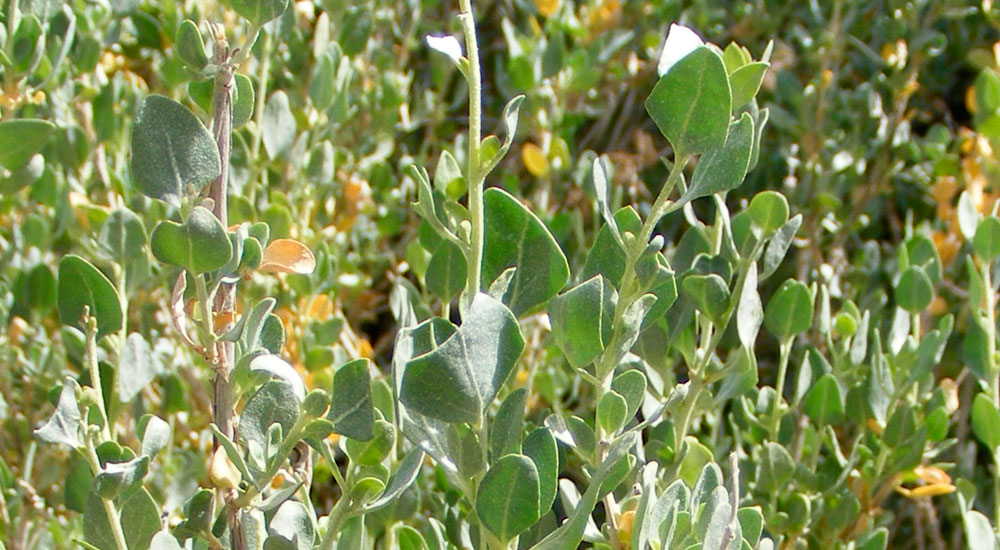 Mata de Atriplex halimus