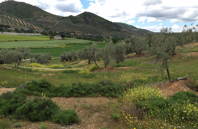 La primavera en los olivares bien conservados