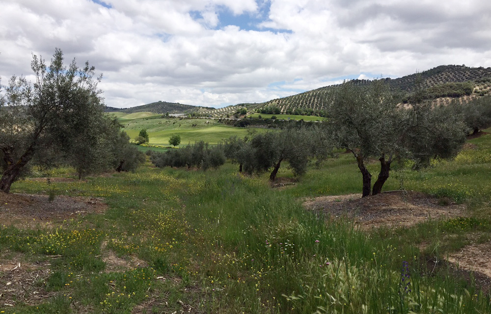 Cómo poner freno a la erosión en el olivar