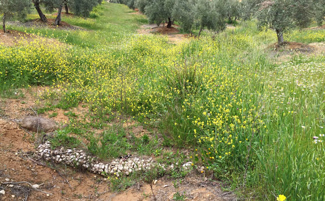 La primavera en los olivares bien conservados