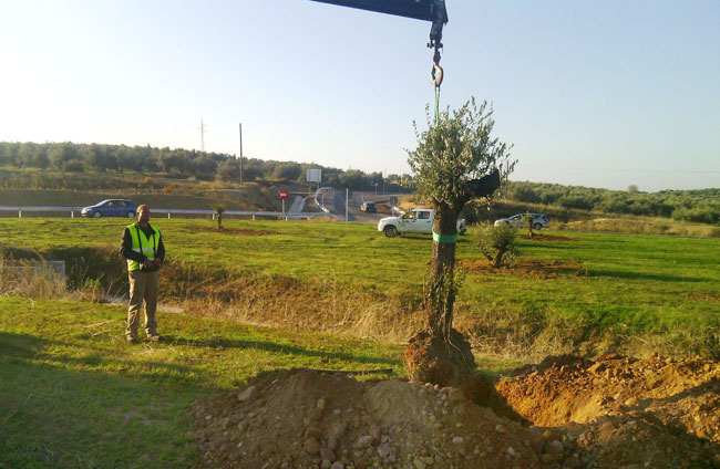 Trabajos de trasplantes y plantaciones en la A-32