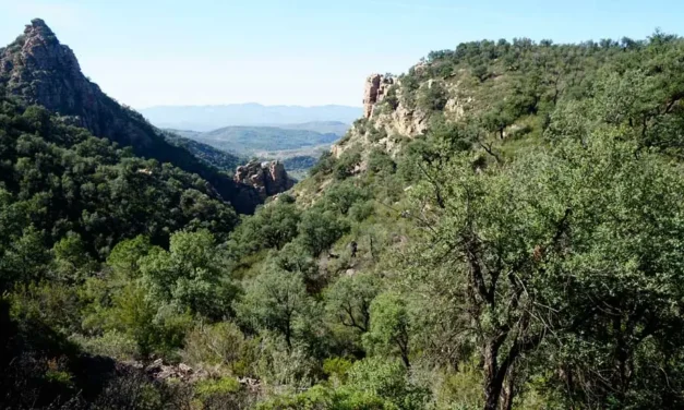 Las semillas autóctonas ibéricas para uso en la revegetación