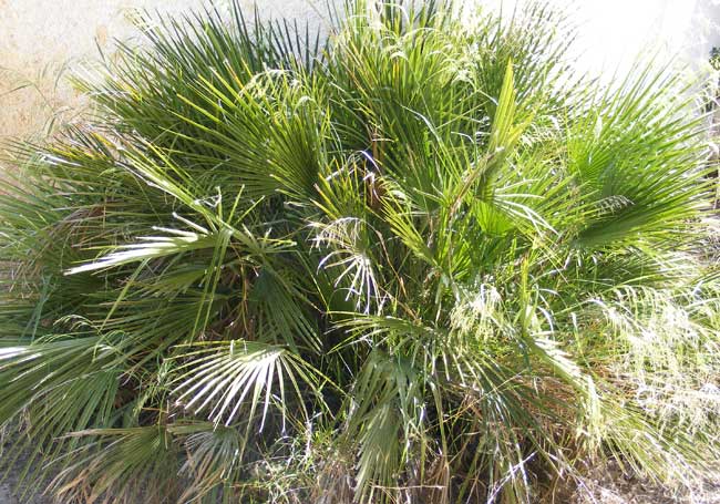 Chamaerops humilis