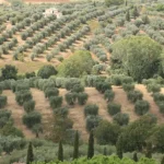Día Mundial del Olivo