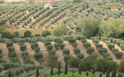 Día Mundial del olivo
