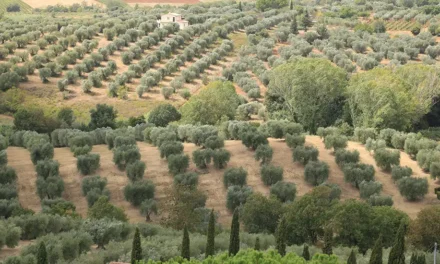 Día Mundial del olivo
