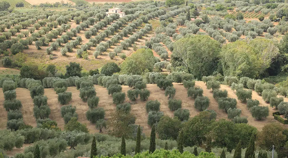 Día Mundial del Olivo
