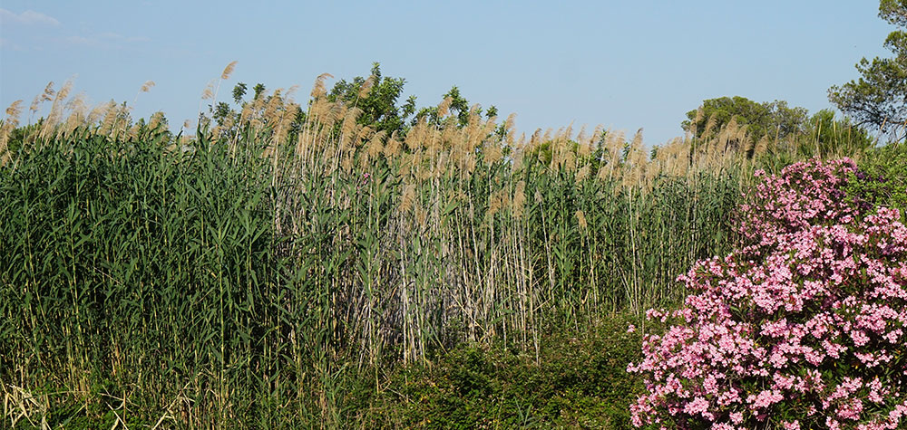 Phragmites australis en barrancos