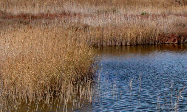 Phragmites australis