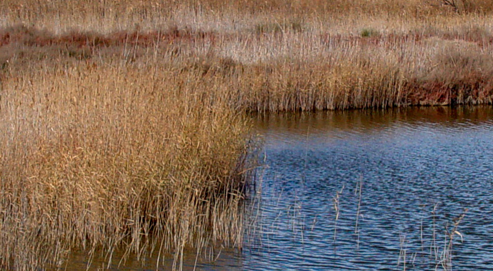 Phragmites australis