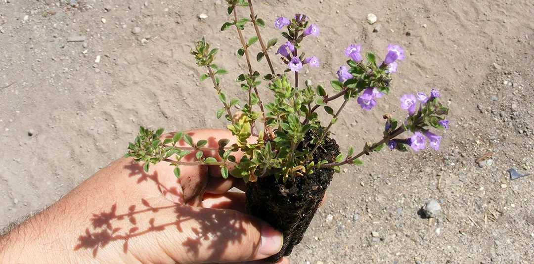 Planta de Acinos alpinus