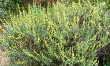 Anthyllis cytisoides