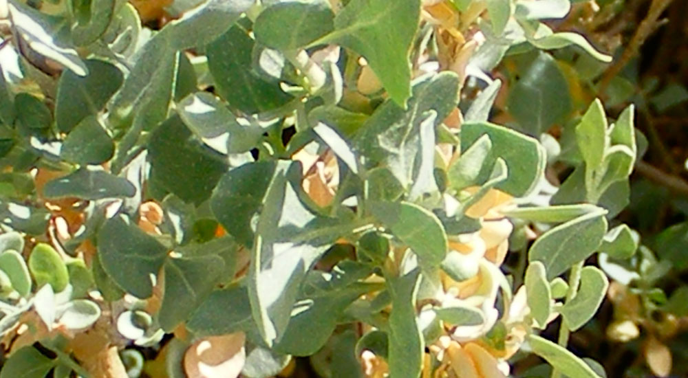 Planta de Atriplex halimus