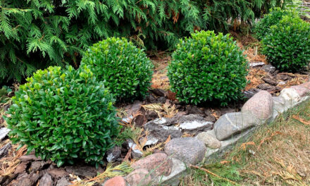 Buxus sempervirens