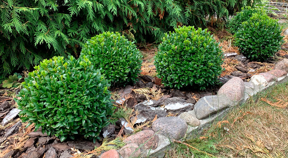 Buxus sempervirens