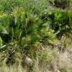 Chamaerops humilis