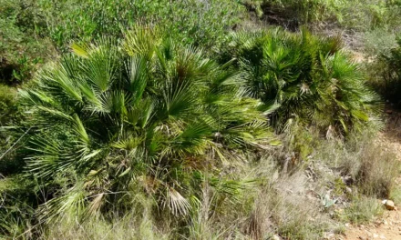 Chamaerops humilis, la palmera enana del mediterráneo