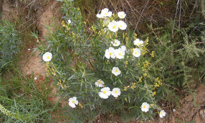 Planta de Cistus clusii