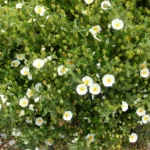 Cistus salviifolius o jaguarzo morisco