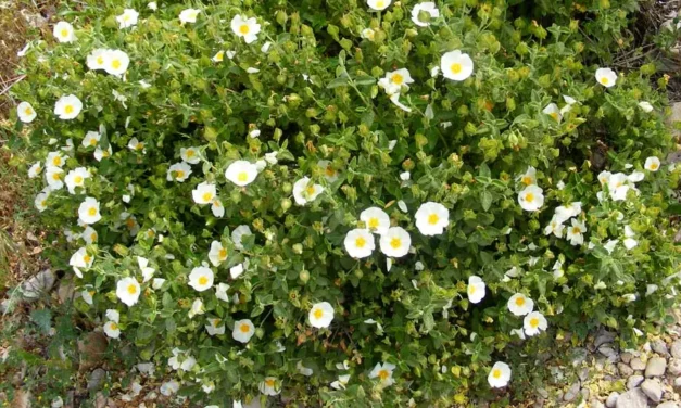 Cistus salviifolius o jaguarzo morisco