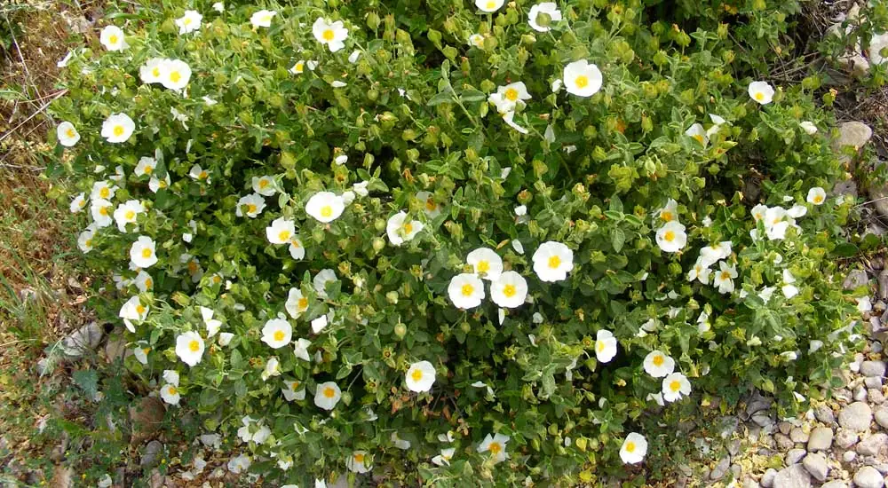 Cistus salviifolius o jaguarzo morisco