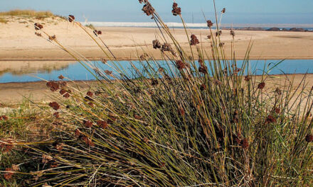 Juncus acutus