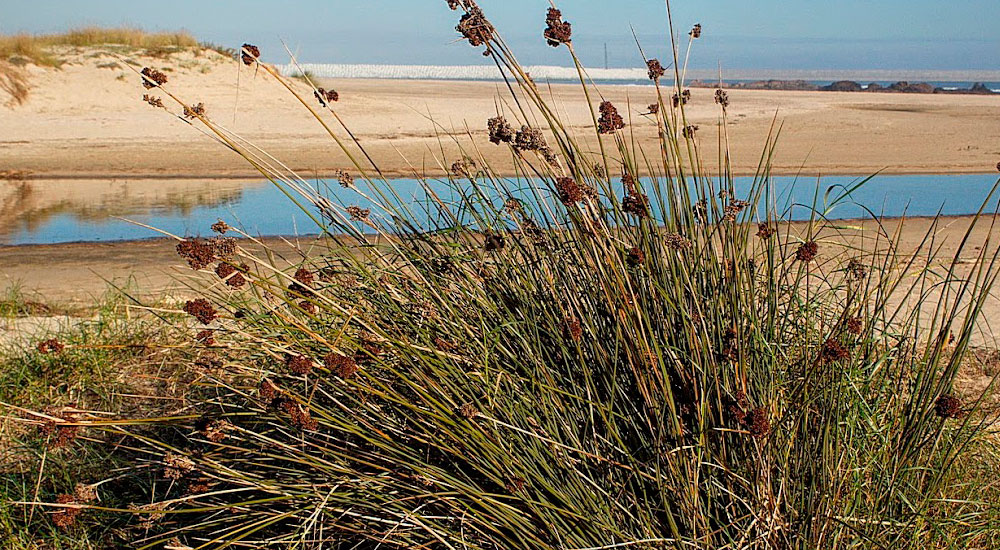 Juncus acutus