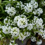 Lobularia maritima y el control biológico de plagas