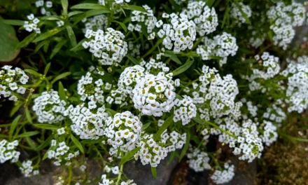 Lobularia maritima y el control biológico de plagas