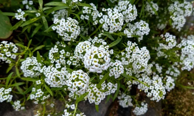 Lobularia maritima y el control biológico de plagas