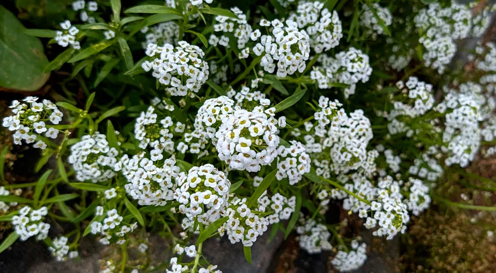 Lobularia maritima y el control biológico de plagas