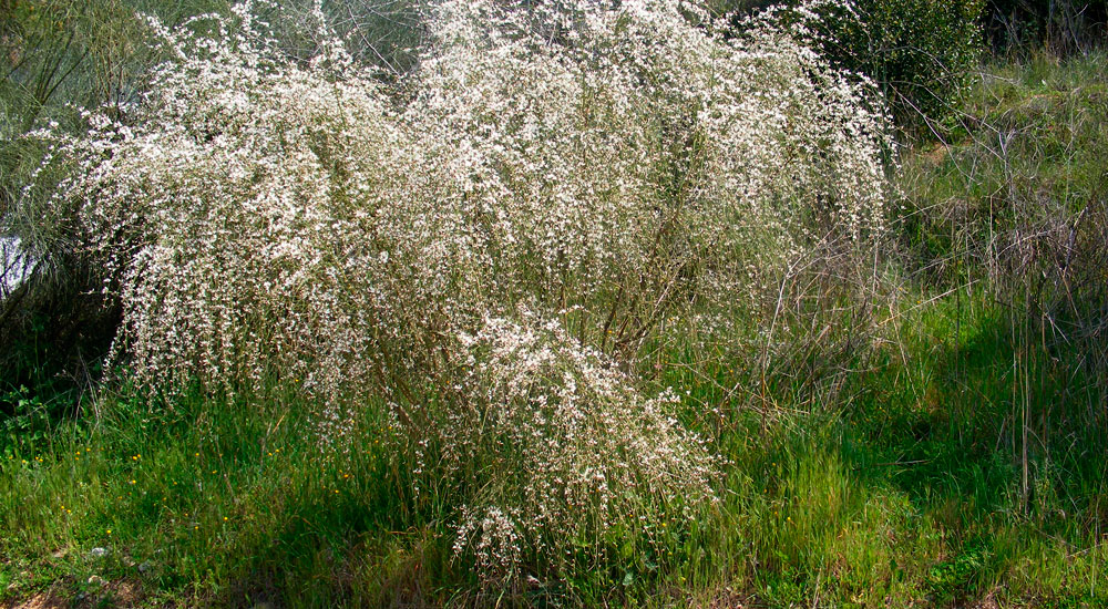 Planta de Retama monosperma