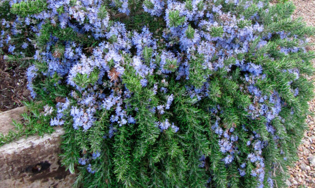 Rosmarinus officinalis Prostratus