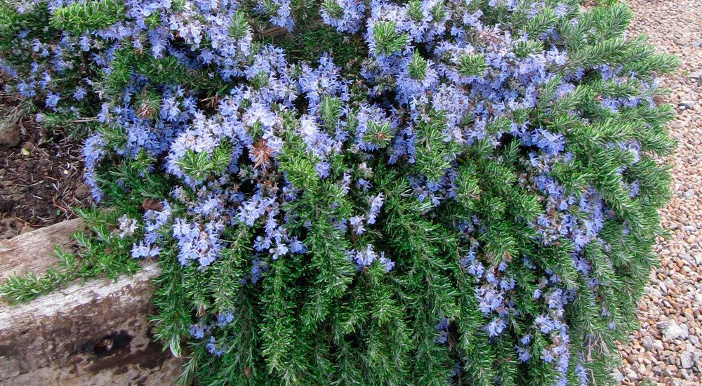 Rosmarinus officinalis Prostratus