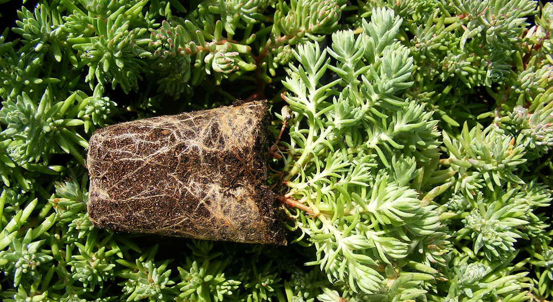 Planta de Sedum reflexum