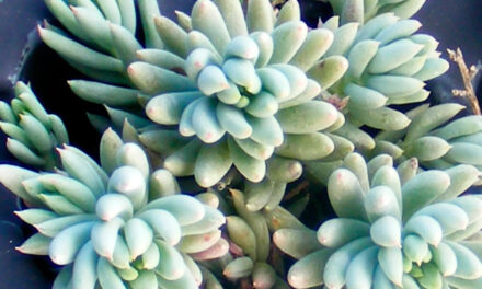 Sedum sediforme