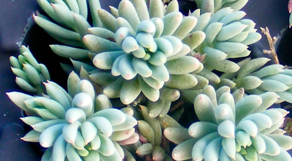 Sedum sediforme