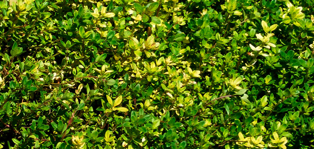 Planta de Thymus serpyllum