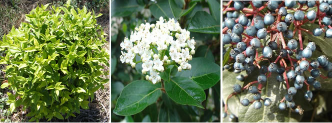 Planta, flores y fruto del Viburnum tinus