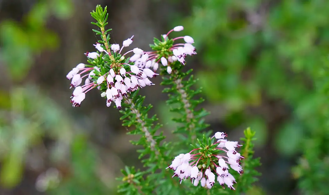 Planta forestal en flor