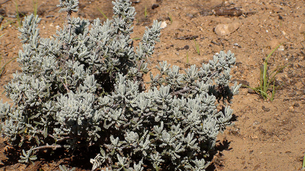 Planta de Santolina chamaecyparissus