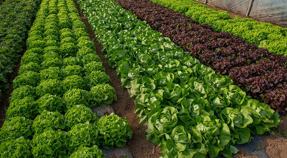 Plantación de verduras