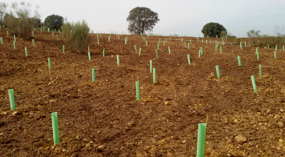 Restauración de la cubierta vegetal del sellado de un vertedero