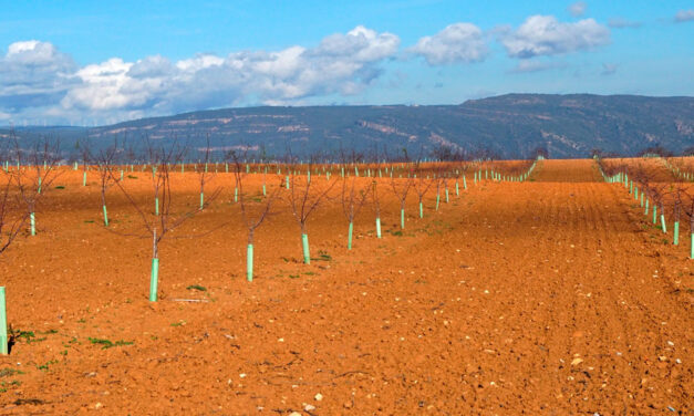 Plantaciones agrícolas llave en mano