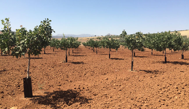 Plantaciones agrícolas de pistacho