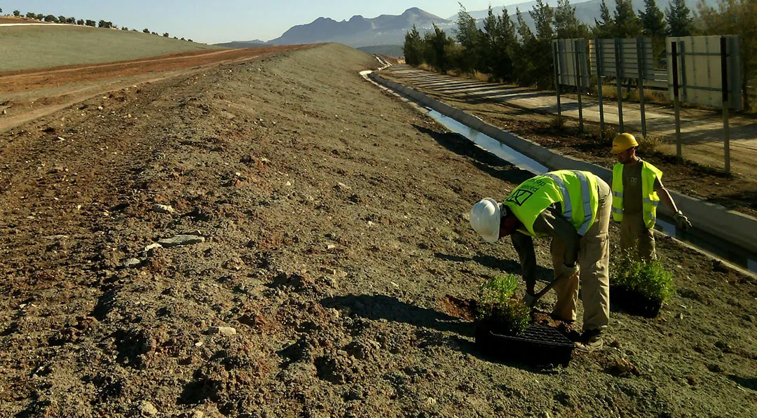 Plantaciones de planta forestal